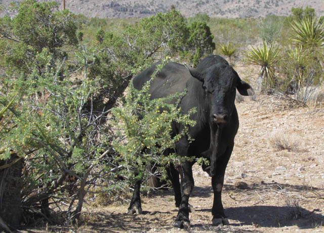 Cow